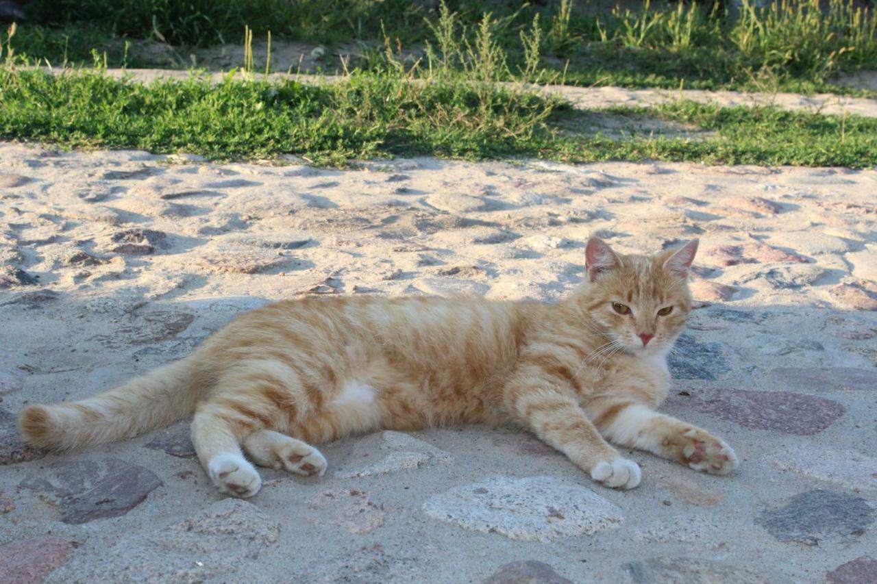 Wypoczynek Kocia Gora Villa Dziemiany Exterior foto